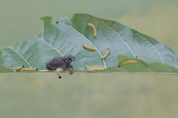 A Muller's narrow mouth frog is ready to prey on green caterpillars. This amphibian has the...