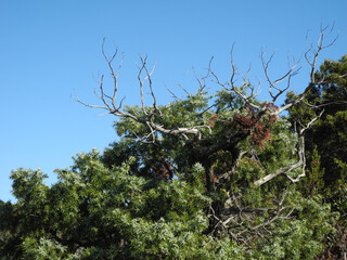 Immagini della natura in Sardegna