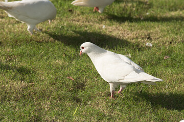 A flock of white doves on the grass