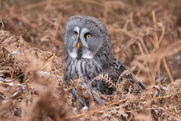 The great grey owl (Strix nebulosa) is an owl, which is the world's largest species of owl by length. In some areas it is also called the Phantom of the North.