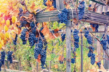 Red wine grapes on the grapevine