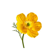 yellow daffodil isolated on white background