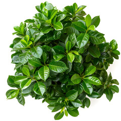 Fototapeta premium Top view of dense green foliage tree, isolated on white background