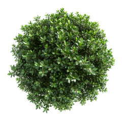 Obraz premium Top view of dense green foliage tree, isolated on white background