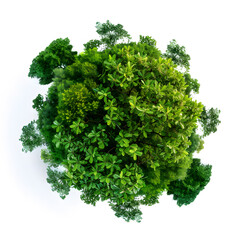 Obraz premium Top view of dense green foliage tree, isolated on white background