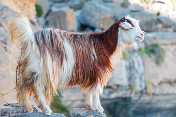 Long haired goat on the rocks of Jabel Shams canyon, gulch, Balcony Walk, Oman