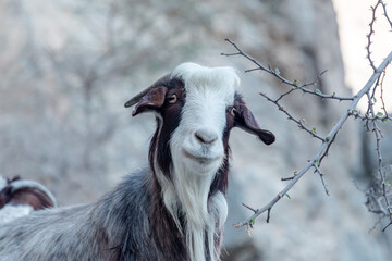 Portrait of long haired goat on the rocks of Jabel Shams canyon, gulch, Balcony Walk, Oman