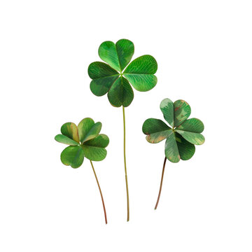 clover isolated on white