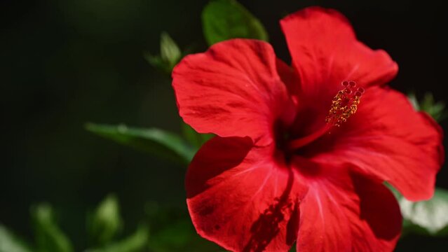 Background of tropical tree leaves and red hibiscus flowers swaying in the breeze with patterns forming from their shape and the way sunlight and shadow is falling on the flowers.