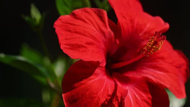 Background of tropical tree leaves and red hibiscus flowers swaying in the breeze with patterns forming from their shape and the way sunlight and shadow is falling on the flowers.