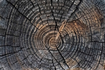 Fototapeta premium Old tree log texture. Rural background. Selective focus