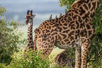 Buffalo starlings on their animals in natural conditions on a sunny day in Kenya
