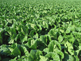 Chinese Cabbage Fields                 
