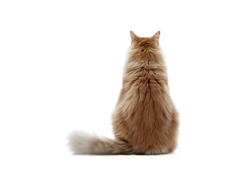 cat isolated on white. The red-haired cat is sitting with his back
