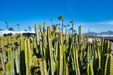 cactus in the desert © BARTOZA