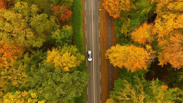 Road through an autumn forest seen from above during a beautiful fall day with multiple colors of leaves on the trees in nature.