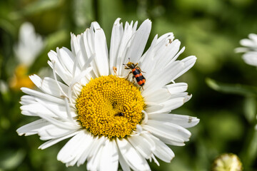 Obraz premium Trichodes apiarius beetle orange and black on chamomile flower