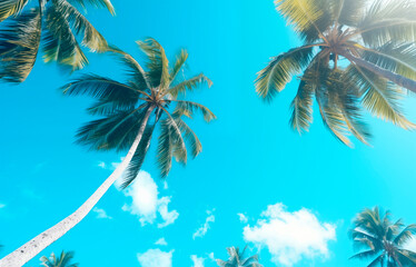 Fototapeta na wymiar Palm trees against the background of a blue bright cloudless blue sky. Tropical plant, view from bottom to top. Beautiful tropical background with trees