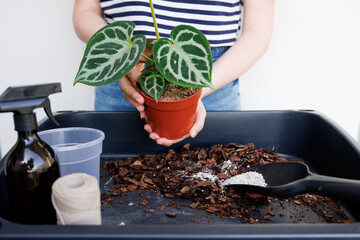 Woman repotting anthurium silver blush into a new pot. Home gardening hobby, caring for houseplants. Transplanting plants 