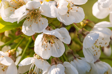 Close-up of white cherry blossoms near Frauenstein - Germany in the Rheingau - obrazy, fototapety, plakaty