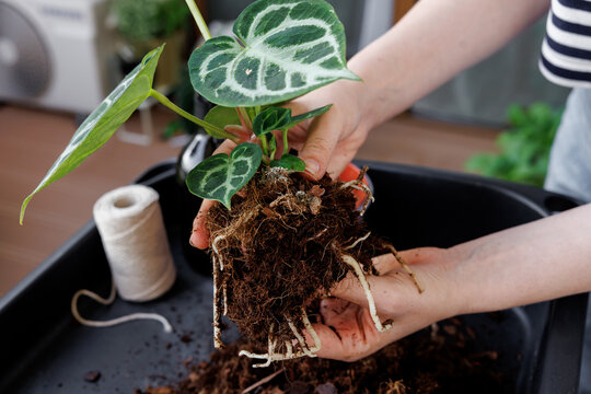 Woman repotting anthurium silver blush into a new pot. Close up of healthy root system in soil. Caring for houseplants
