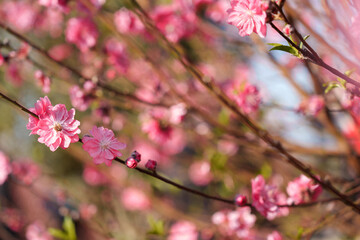 The blooming pink peach blossoms in the forest park.