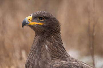 The golden eagle (Aquila chrysaetos) is a bird of prey living in the Northern Hemisphere. It is the...