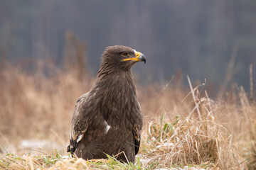 The golden eagle (Aquila chrysaetos) is a bird of prey living in the Northern Hemisphere. It is the...