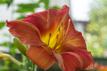 Lily flower