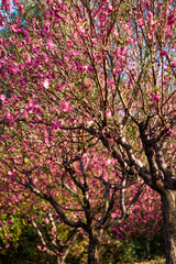  The blooming pink peach blossoms in the forest park.
