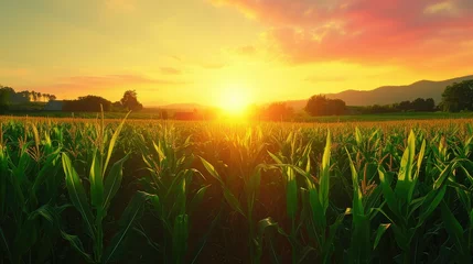 Fotobehang A Corn Field with a Blissful Sunset and Clouds © artestdrawing