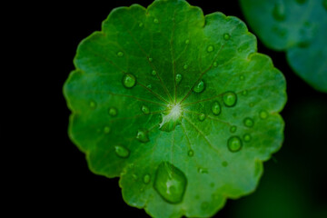Close up of green leaf with water drops for texture and background concept.
