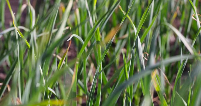 a field completely planted with garlic in summer, one monoculture of garlic in the field