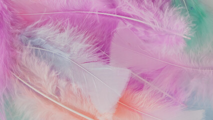 pink feather wool pattern texture background