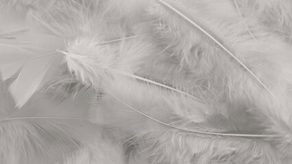 white feather wool pattern texture background