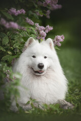 Obraz premium Samoyed in lilac