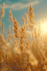 Fototapeta premium autumn rye grass at daytime brown