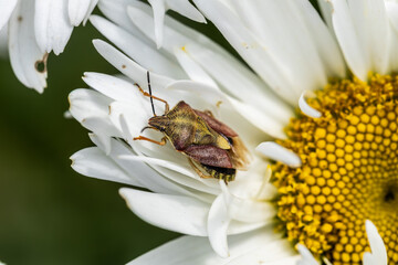 Macro photo of a shieldbug, Carpocoris purpureipennis on chamomile flower