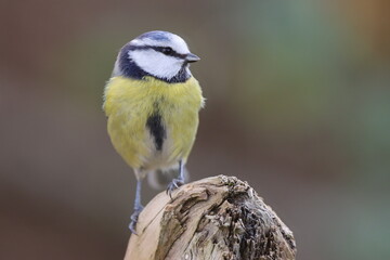 Fototapeta premium mésange bleue en attente