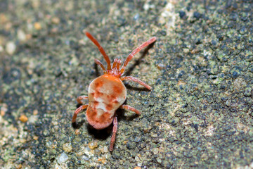 Selective focus on true velvet mite, Allothrombium Fuliginosum
