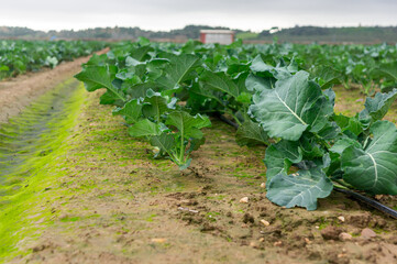 Naklejka premium Broccoli Cultivation: Low View on a Cloudy Day.
