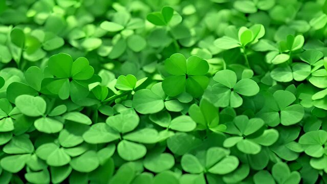 Close-up view of bunch of green clovers. Perfect for St. Patrick's Day or any nature-related project