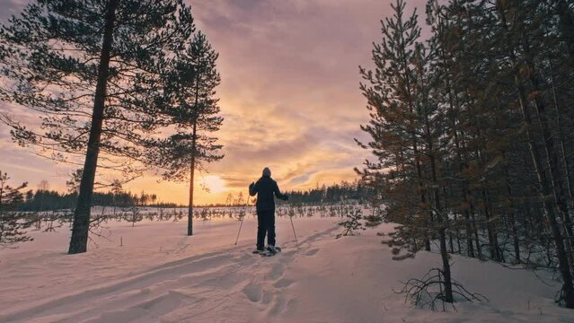 Middle aged women walks in snow shoes at forest edge towards Sunset, field covered by deep freshly fallen snow during snowfall. Snow shoes makes winter walk easier. Close up rear view video, Sweden