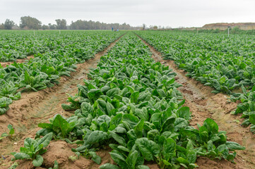 Fototapeta na wymiar Atmosphere of Tranquility: Spinach Crop on a Cloudy Day.