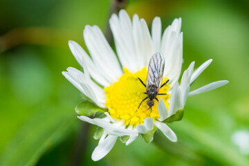 Obraz premium Dance fly feeding on a flower, genus Empis
