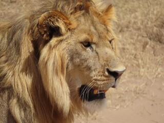 portrait of a lion