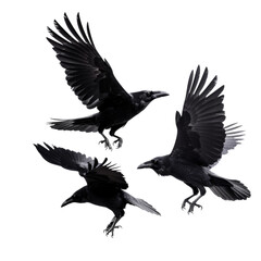Common ravens flying,  isolated on transparent background, cut out, png, Carrion crow, Corvus corone