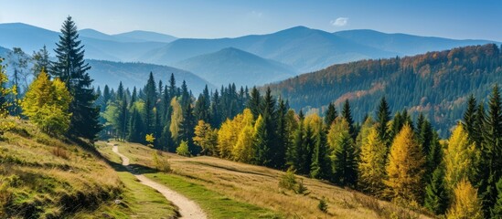 A dirt road winds through a mountain forest under the vast sky, showcasing the diverse plant life of this ecoregion in a natural landscape