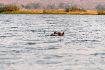 View of a hippo swimming in the river at Chobe National Park in Botswana