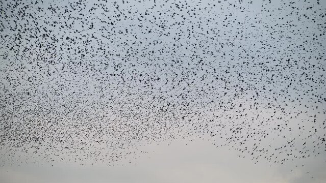 Starling birds murmuration in a cloudy sky during a calm sunset at the end of the day. Huge groups of starlings (Sturnidae) in the sky that move in shape-shifting clouds before the night.